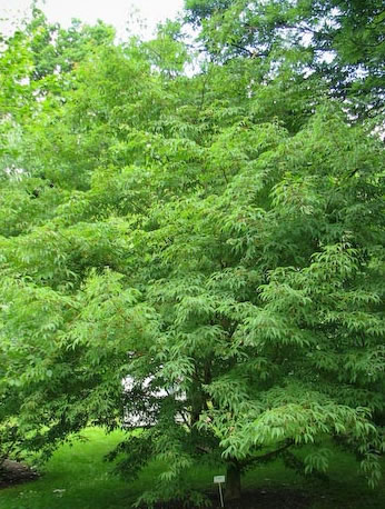 Acer mandshuricum